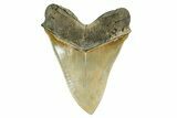 Giant Fossil Megalodon Tooth - Sharply Serrated! #379381-3